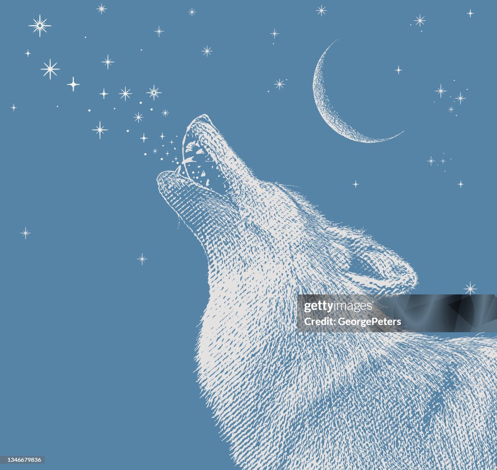 Gray wolf howling at the moon