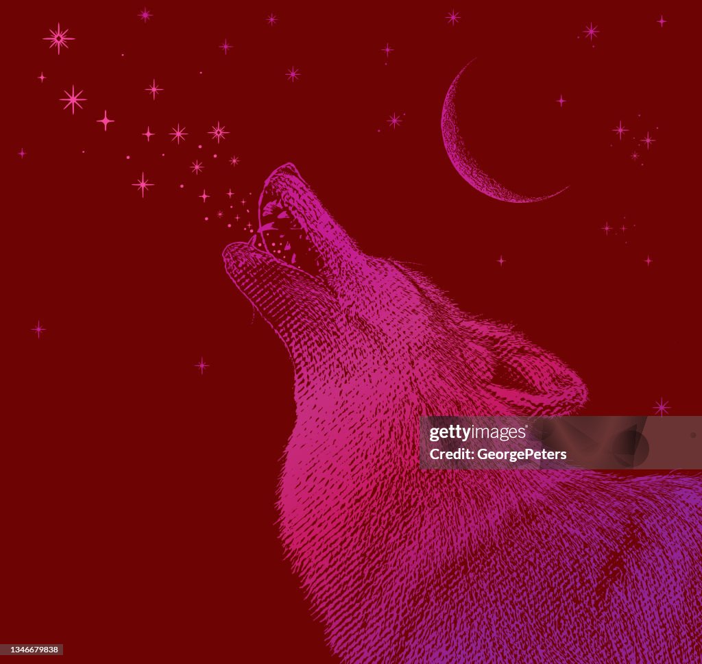 Gray wolf howling at the moon