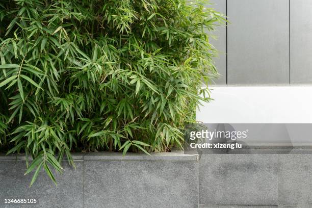 bamboo on a flower bed - bamboo plant stockfoto's en -beelden
