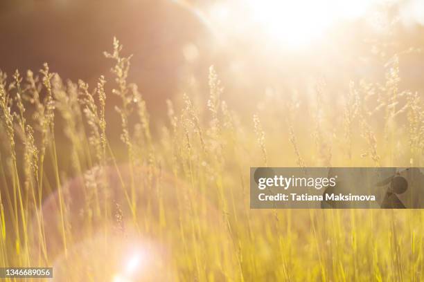 green grass blurred background, sunbeams and lens flare. - khaki green stock-fotos und bilder