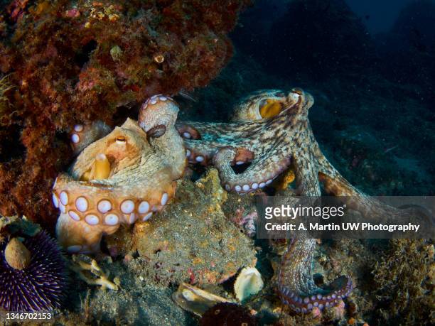 pair of common octopus (octopus vulgaris) mating in the mediterranea sea - ventosa tentacolare foto e immagini stock