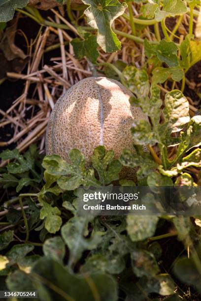Cantelope Over Riped Cantaloupe Photos and Premium High Res Pictures - Getty Images