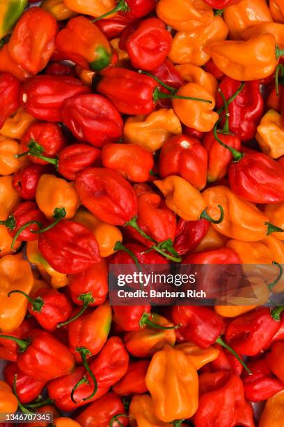 colorful red and orange habanero peppers freshly harvested and ready to sale. - habanero stock pictures, royalty-free photos & images