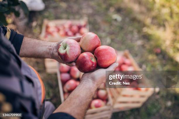 gepflückte äpfel im obstgarten - apple stock-fotos und bilder