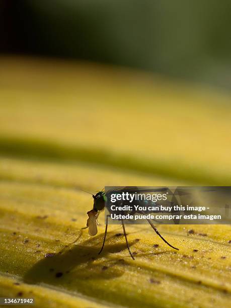 insect - comprar stock pictures, royalty-free photos & images