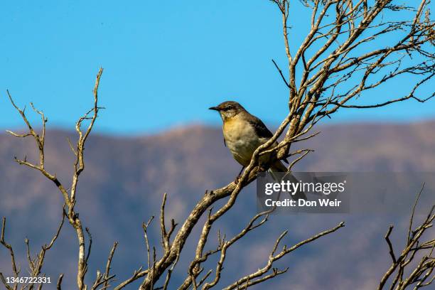 northern mockingbird - salzmarsch stock-fotos und bilder