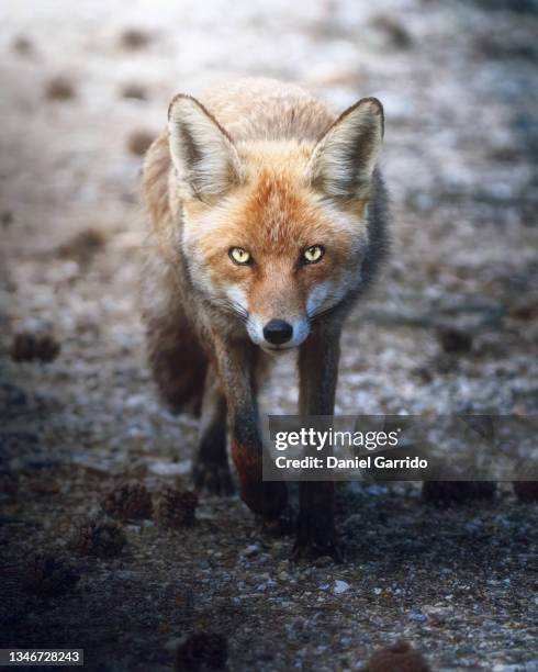 the look of the fox, wild animals, sierra de cazorla - lente telefotográfica imagens e fotografias de stock