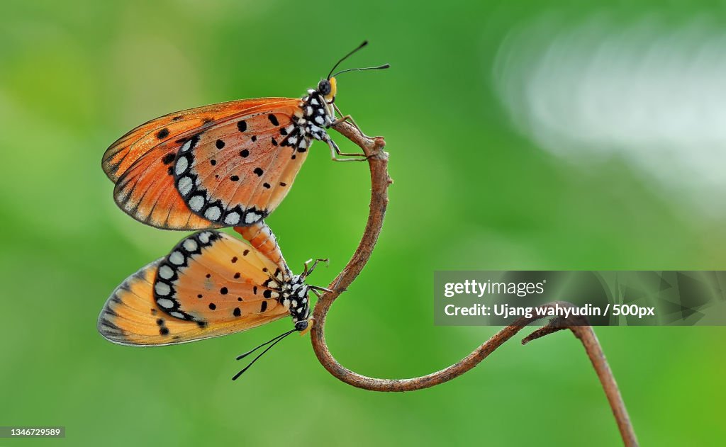 Close-up of butterfly on plant