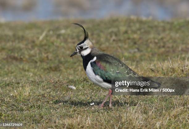 close-up of plover perching on field,kerkwerve,netherlands - regenpfeifer stock-fotos und bilder