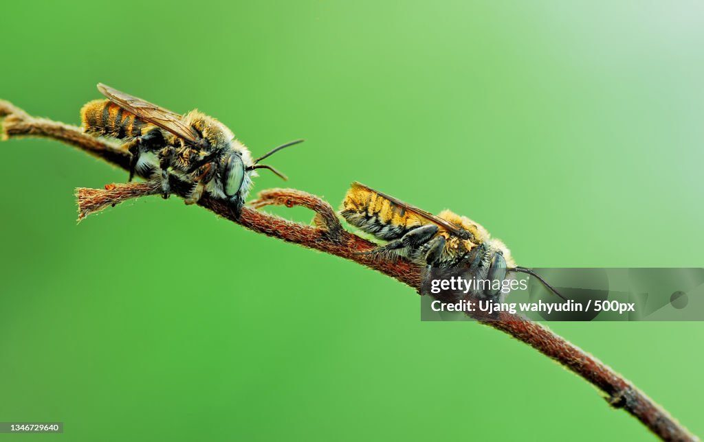 Close-up of insects on plant stem
