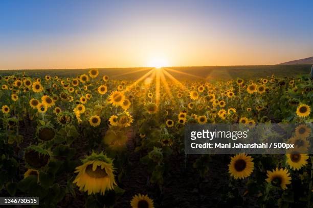 scenic view of sunflower field against sky during sunset,shahrud,semnan province,iran - shahrud iran stock pictures, royalty-free photos & images