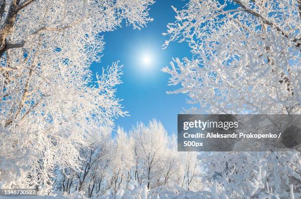 low angle view of snow covered trees against sky - enero fotografías e imágenes de stock