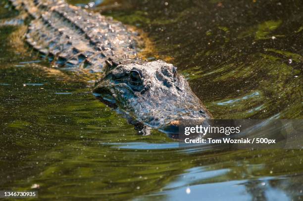 high angle view of crocodile swimming in lake,pearl river,louisiana,united states,usa - snout fotografías e imágenes de stock