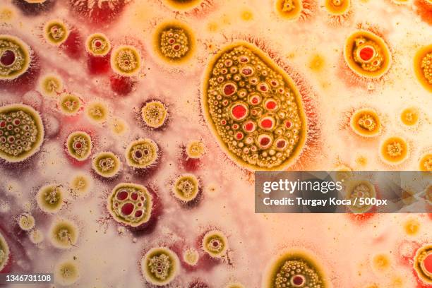 full frame shot of oil bubbles in water - platelet stock pictures, royalty-free photos & images