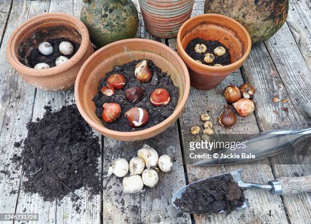bulbs in terracotta pots - blumenzwiebel stock-fotos und bilder