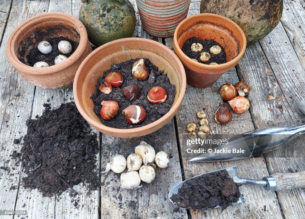 Bulbs in terracotta pots