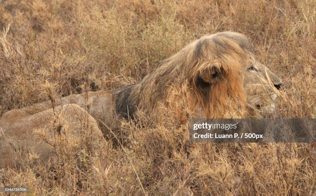 A lion cub,Serengeti,Tanzania