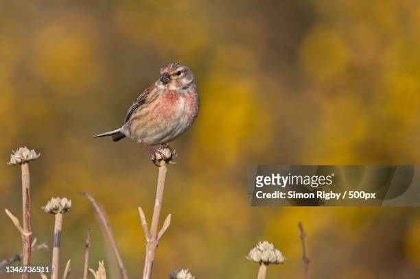 close-up of songfinch perching on plant - cuckmere haven stock pictures, royalty-free photos & images
