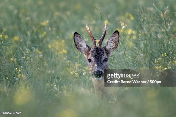 portrait of roe deer amidst plants on field - roe deer stock pictures, royalty-free photos & images