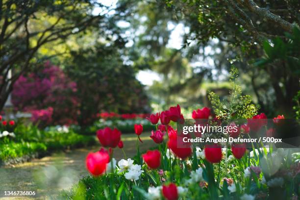 close-up of red flowering plants in park,wilmington,north carolina,united states,usa - wilmington north carolina bildbanksfoton och bilder