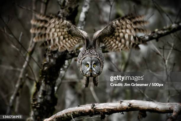 close-up of great gray owl perching on branch,snohomish county,washington,united states,usa - laplanduil stockfoto's en -beelden