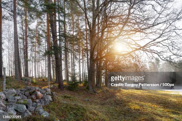 trees in forest during sunset,arboga municipality,sweden - arboga stock pictures, royalty-free photos & images