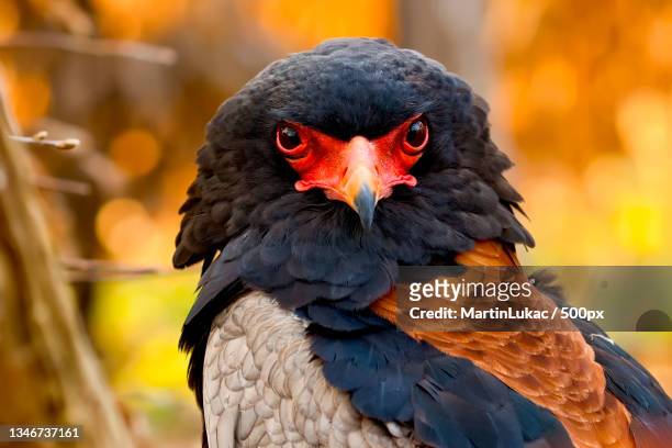 close-up of eagle of prey perching outdoors - bateleur eagle stockfoto's en -beelden