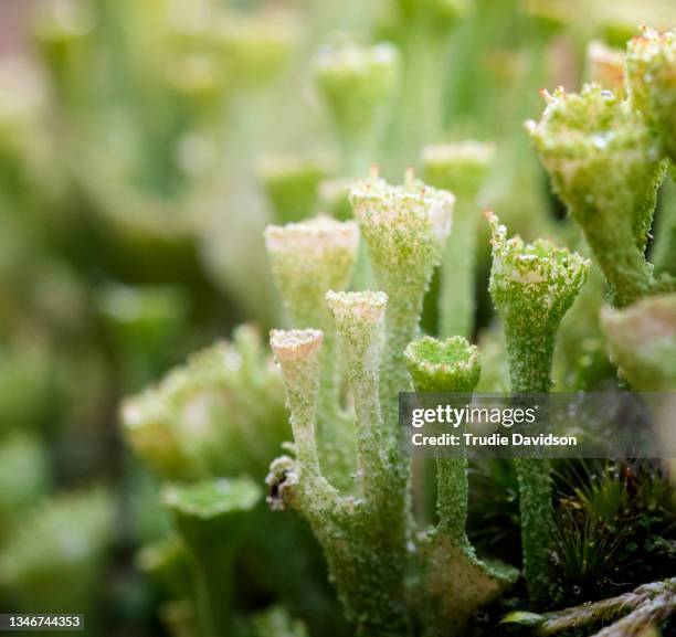 lichen - cladonia stock pictures, royalty-free photos & images