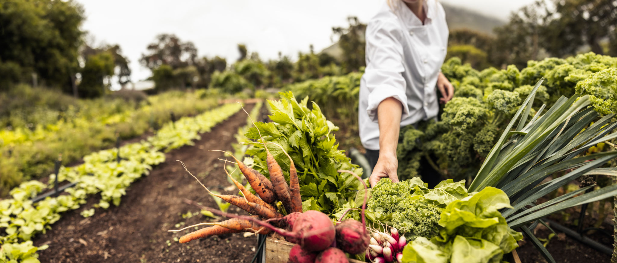 organic garden