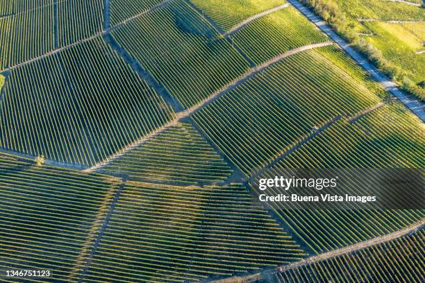 vineyards on hills in northern italy. - un food and agriculture organization 個照片��及圖片檔