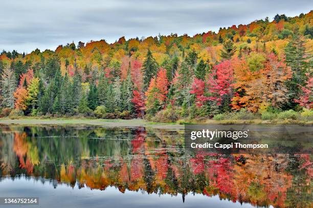 soft focus autumn tree reflections near lake umbagog in northern new hampshire, usa - great pond (new hampshire) stock pictures, royalty-free photos & images