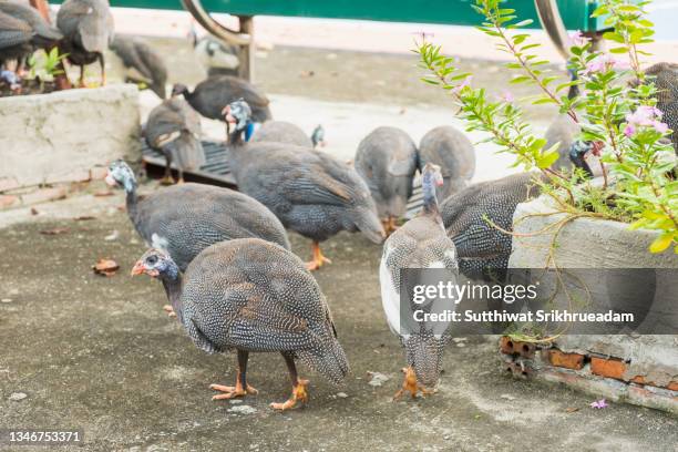 high angle view of helmeted guinea fowl in city - guineafowl stock-fotos und bilder