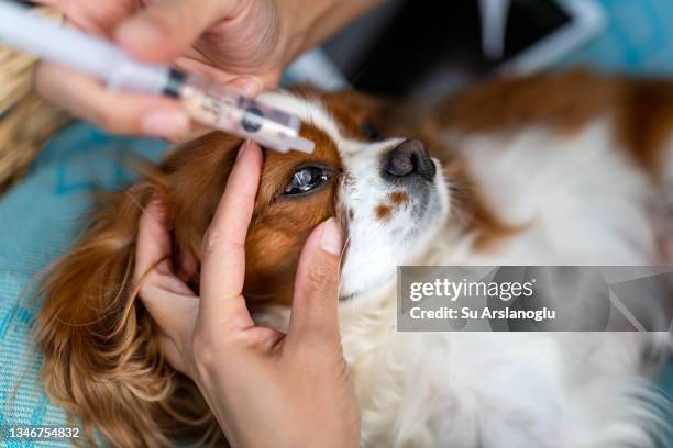 young female veterinarian comes to visit the dog at home after surgery and puts drops in her eyes - spaniel stock pictures, royalty-free photos & images