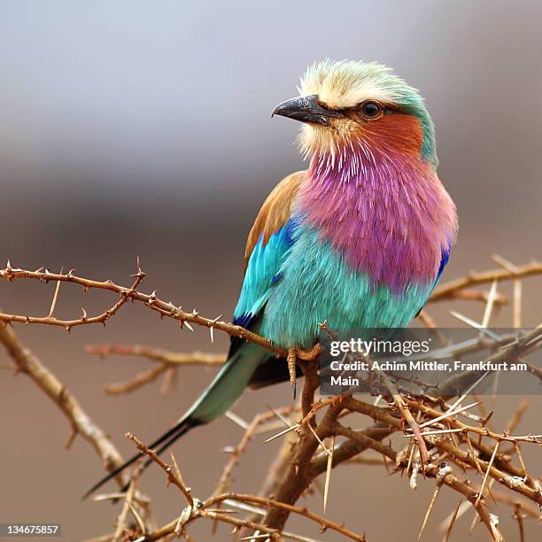 lilac-breasted roller on thorny bush - lilabröstad blåkråka bildbanksfoton och bilder