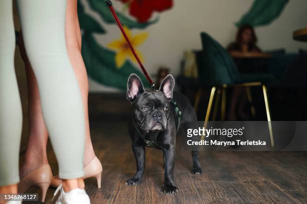 french bulldog on a leash in a cafe. - 犬　人　カフェ ストックフォトと画像