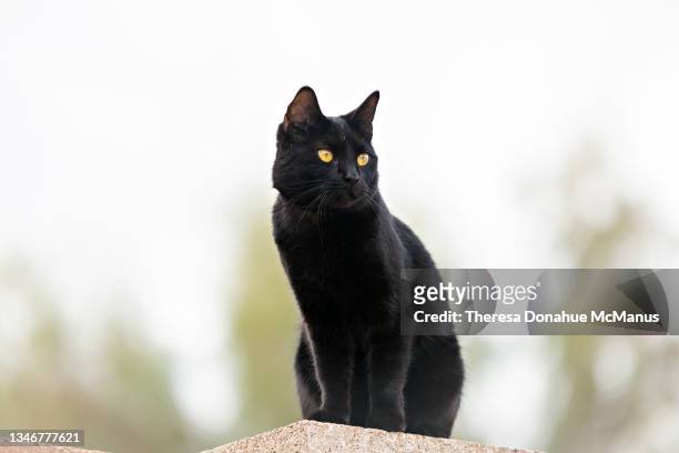 beautiful purebredcopper eyed bombay cat sitting on a stone wall - black cat stock-fotos und bilder