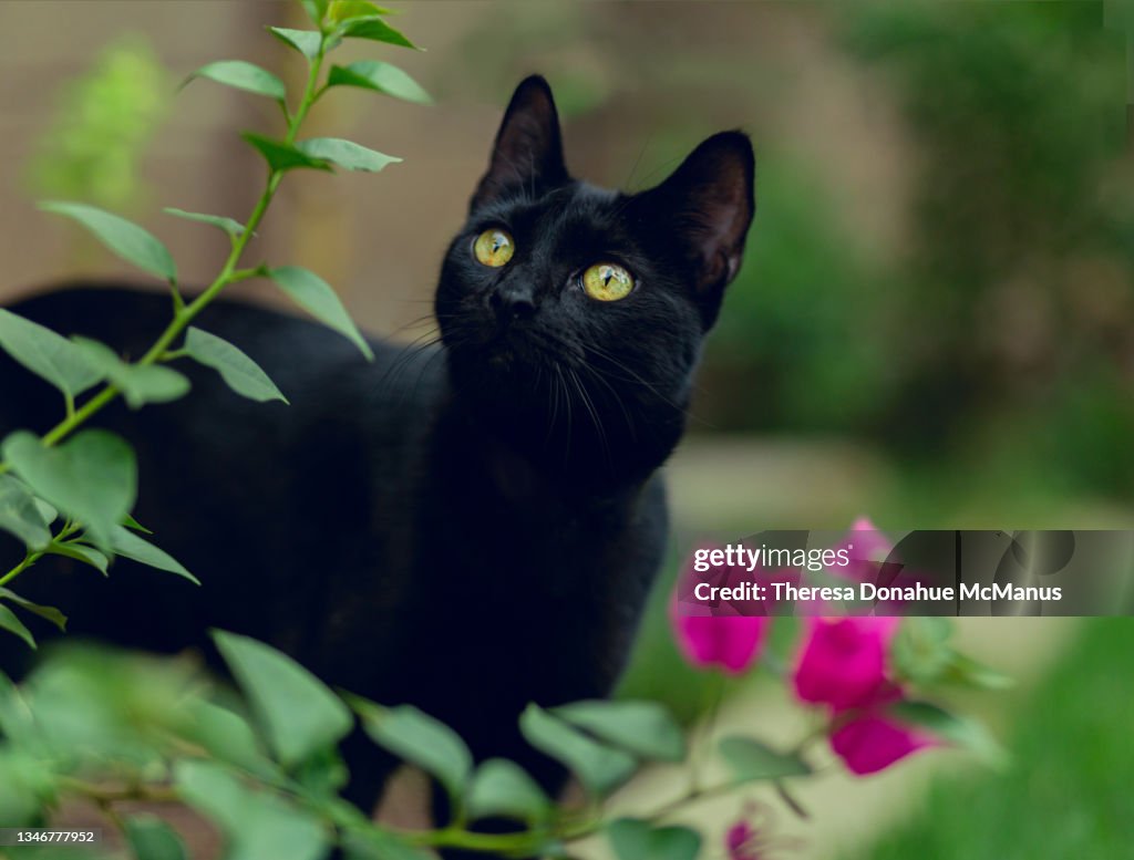 Alert Black Bombay Cat With Gold Copper Eyes Outdoors