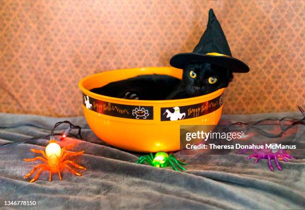 black cat in small witch's hat sitting in a halloween bowl - black cat witch stock pictures, royalty-free photos & images