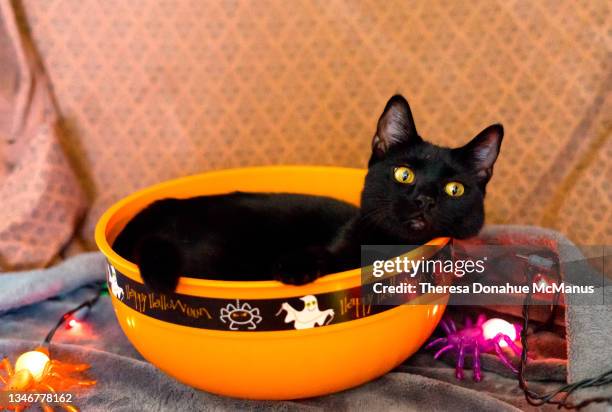 black cat in sitting in a halloween bowl - halloween cats 個照片及圖片檔