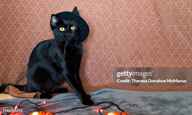 black cat in hat - abbigliamento per animali domestici foto e immagini stock