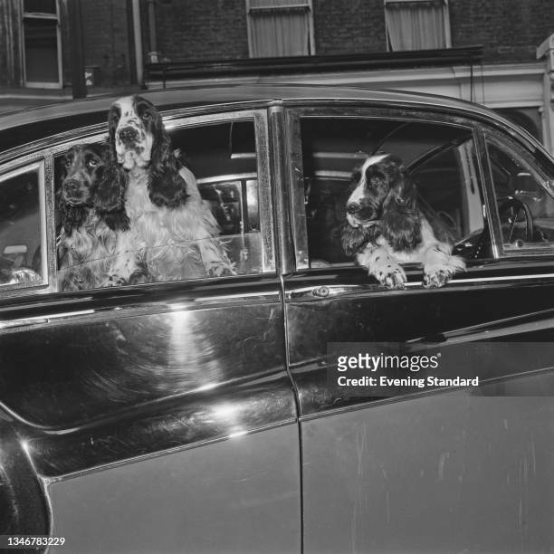 Canine contestants at a Cocker Spaniel show at Marylebone in London, UK, 20th February 1965.