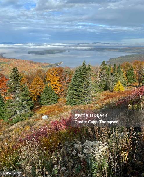 lake mooselookmeguntic near rangeley, maine usa with woodland foreground - mooselookmeguntic lake stock pictures, royalty-free photos & images