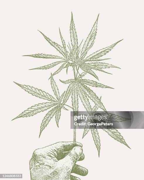 close-up of hand holding cannabis leaf - cannabis medicinal 幅插畫檔、美工圖案、卡通及圖標