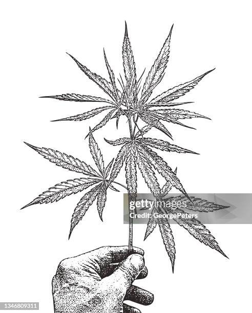 close-up of hand holding cannabis leaf - cbd oil stock illustrations