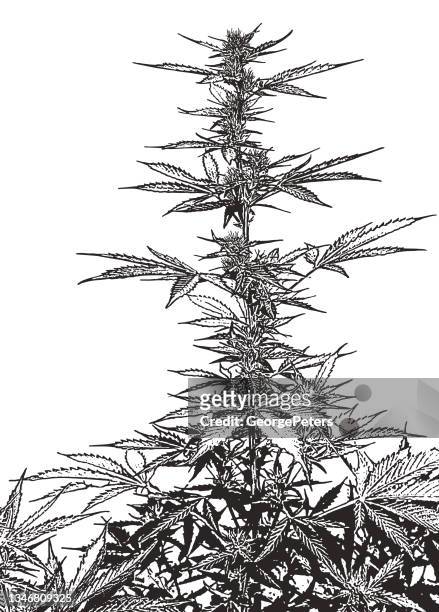 nahaufnahme von cannabispflanzen und -blüten - marijuana plant stock-grafiken, -clipart, -cartoons und -symbole