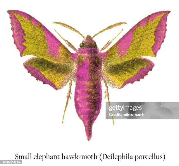 old chromolithograph illustration of small elephant hawk-moth (deilephila porcellus) - hawk moth bildbanksfoton och bilder