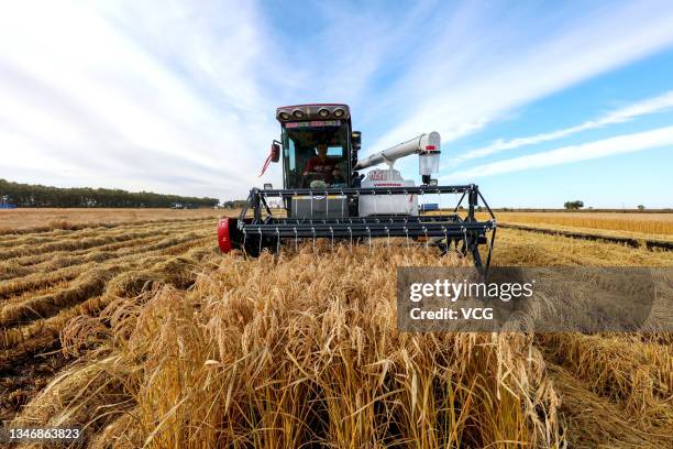 Worker operates a rice harvester at a farm on October 15, 2021 in Daqing, Heilongjiang Province of China.