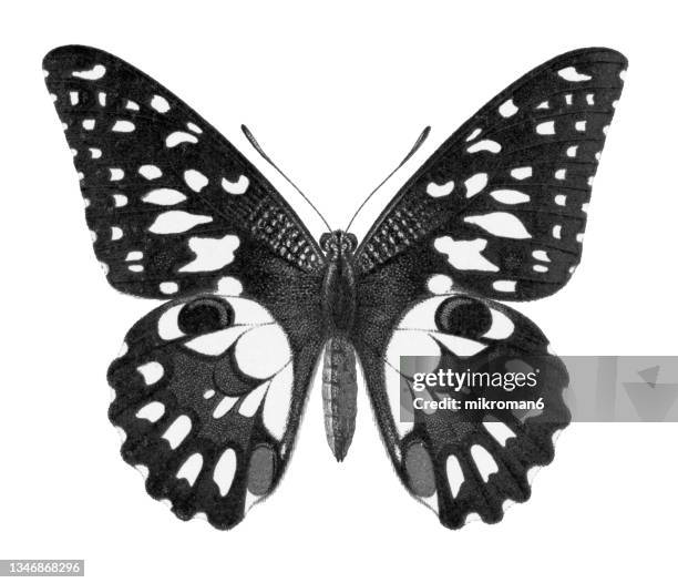 old chromolithograph illustration of birdwing butterfly (papilio erichthonius) - borboleta imagens e fotografias de stock