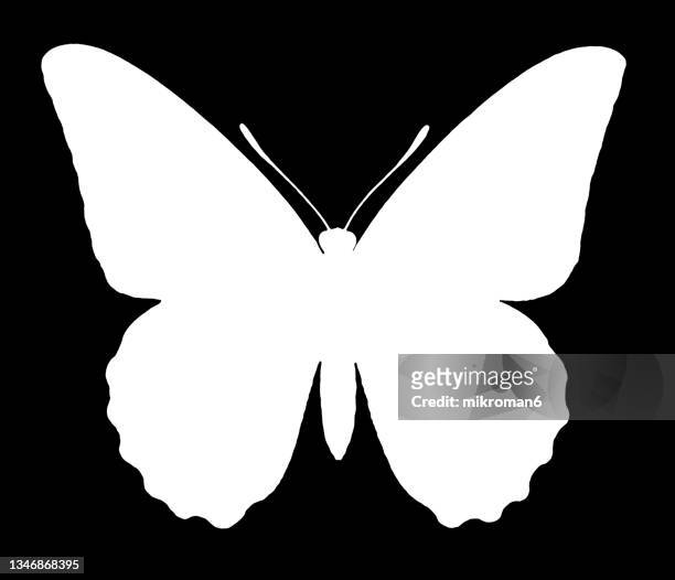 107 White Butterfly Black Background Stock Photos, High Res Pictures, and  Images - Getty Images