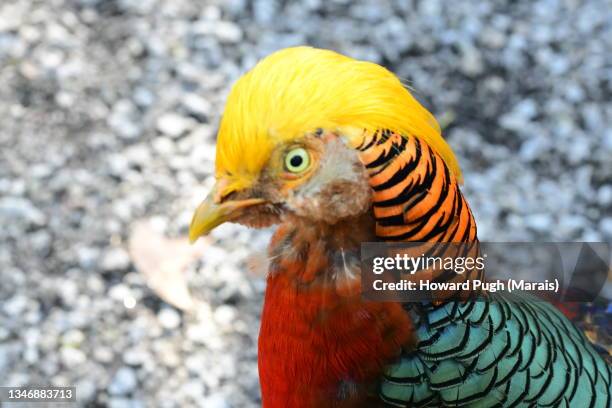 golden pheasant exotic island bird - pheasant bird stock pictures, royalty-free photos & images